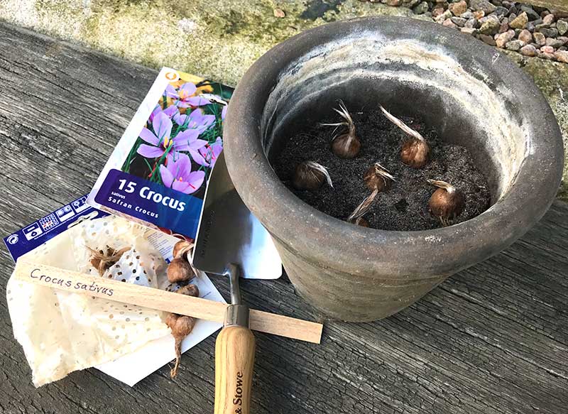 Plantering av saffranslökar i kruka