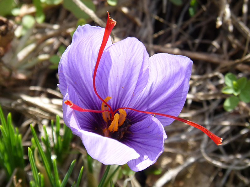 Blomma av saffranskrokus i trädgårdsodling - px