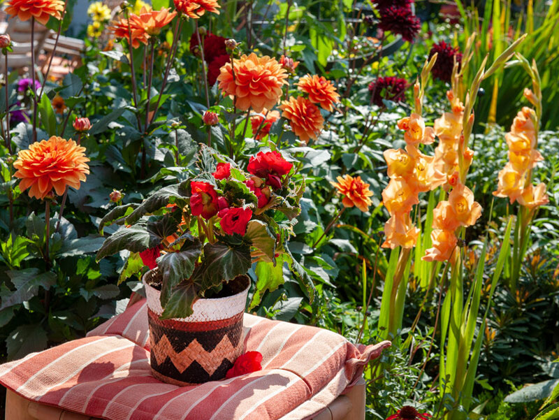 Dahlior, gladioler och begonia - IB