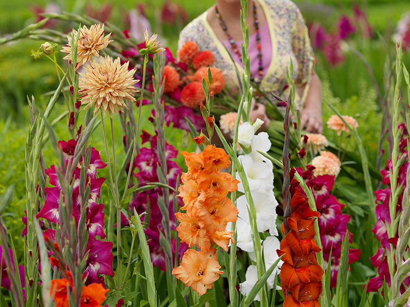 Skörd av sommarblommande knölväxter