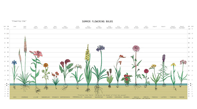 planteringsdjup för olika sommarblommande lök- och knölväxter - IB