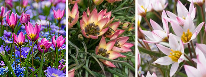 Exempel på botaniska tulpaner