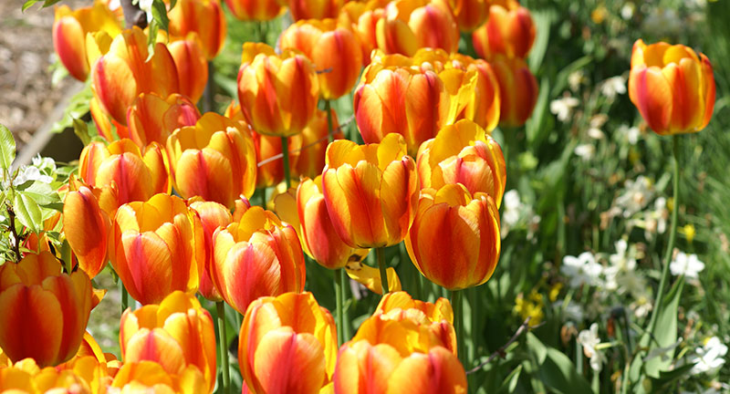Darwintulpan blusing apeldorn Darwintulpan blusing apeldorn