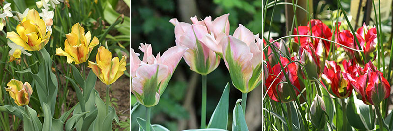 Exempel på tulpaner i viridifloragruppen
