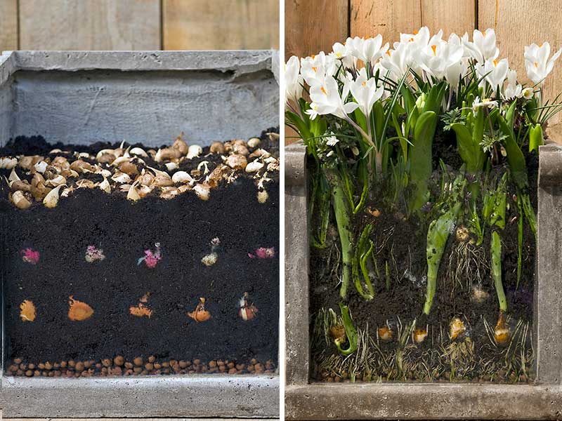 Plantering av höstlökar i utekruka i lager som lasagne