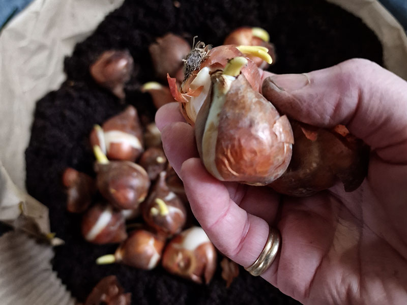 Plantera lökar också sent på säsongen