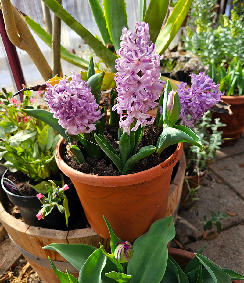 hyacinter planterade i kruka