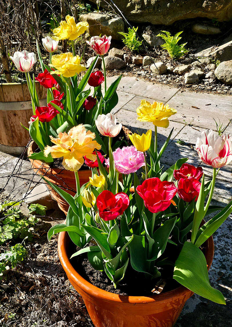 Tulpanlökar i kruka