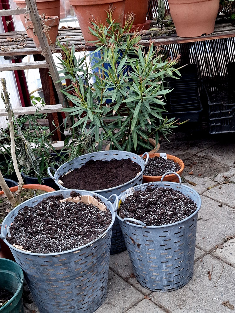 krukor med lökar i växthuset