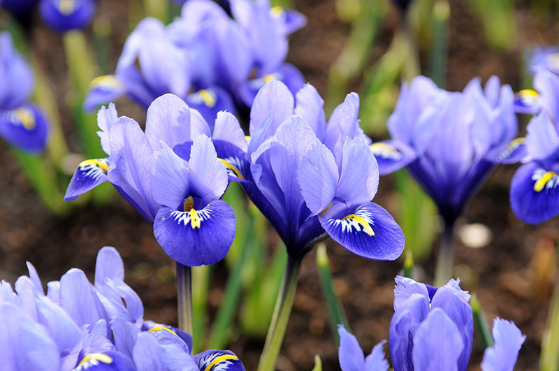 Våriris Iris reticulata