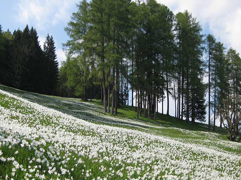 Vildväxande pingstliljor i Slovenien
