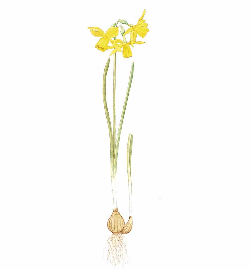 Illustration av narciss med lök och blomma