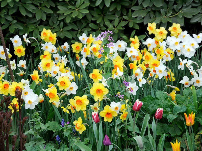 Narcisser i rabatt - IB