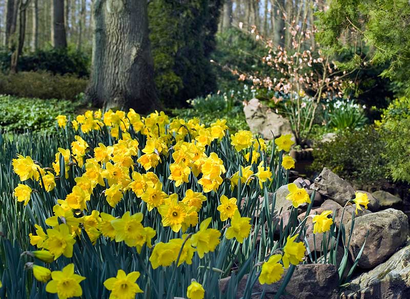 Förvildning narciss natur plantering - IB