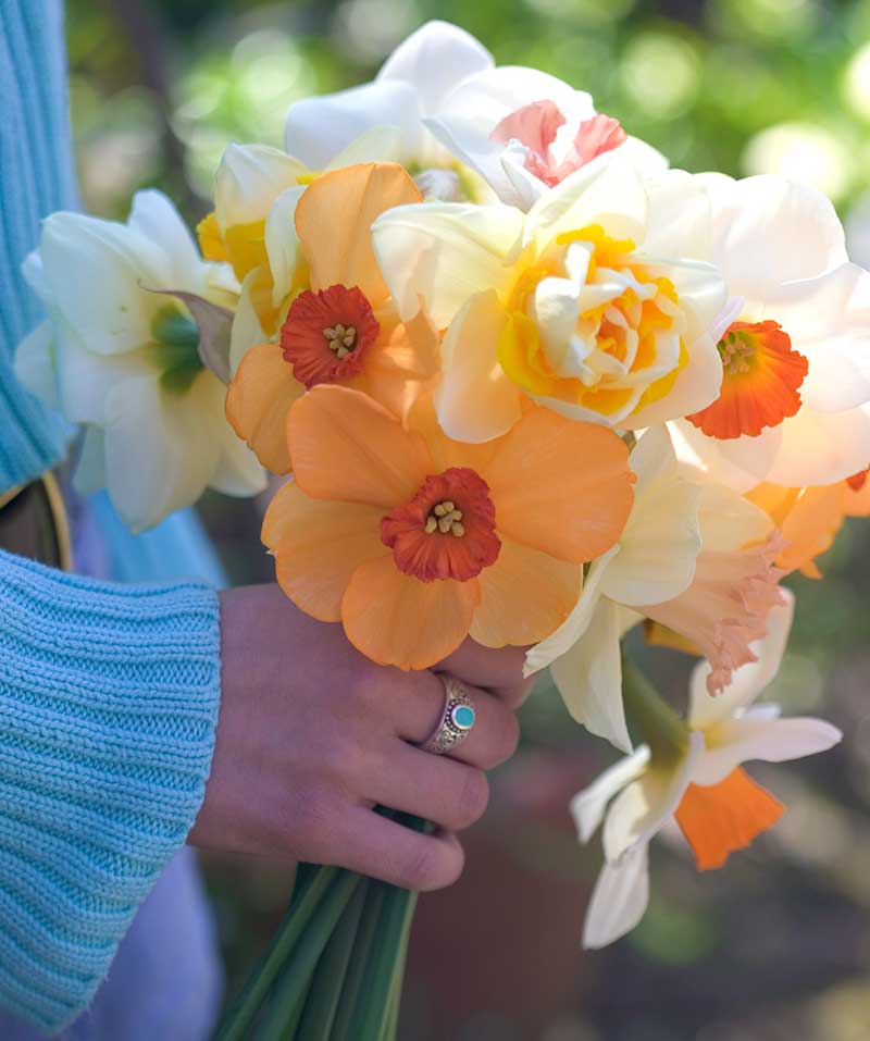 Olika narcisser som snittblommor