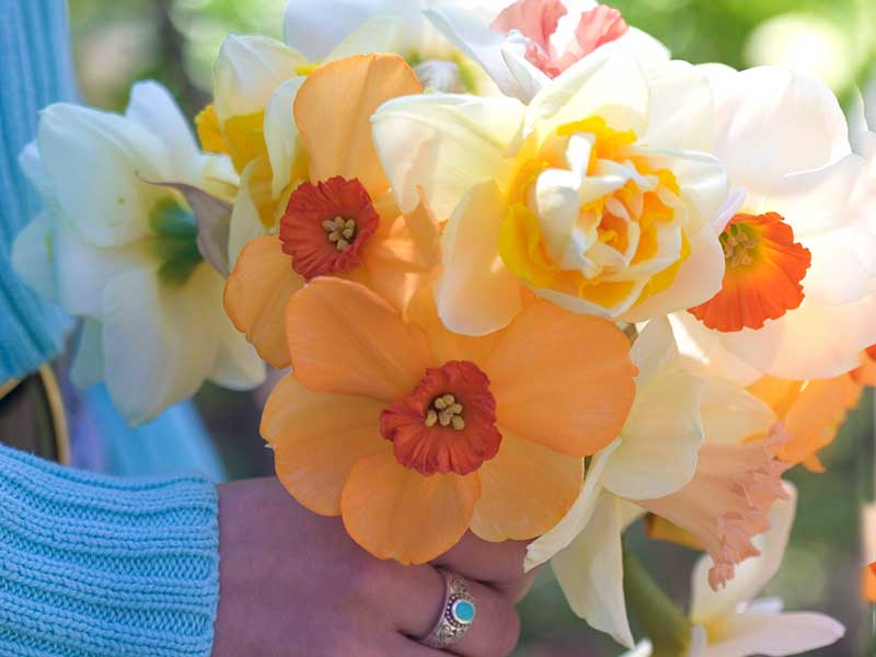 Narcisser odling som snittblommor