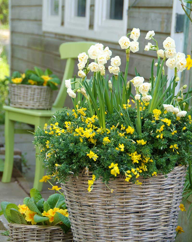 Narcisser och perenn nunneört i korg utomhus - x