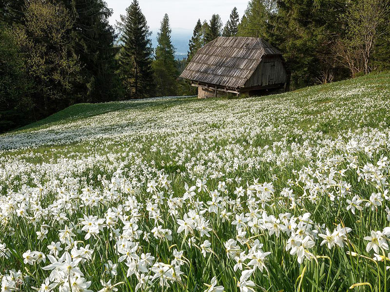Vildväxande pingstliljor i Slovenien - px
