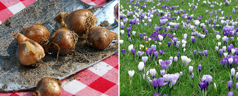 plantering av lökväxter snödroppe och krokus