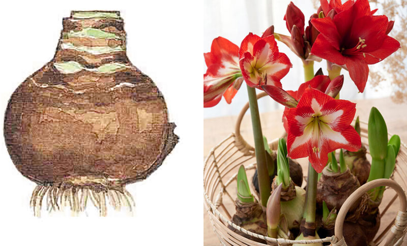 drivning av amaryllis från lök till blomning i olika stadier - IB