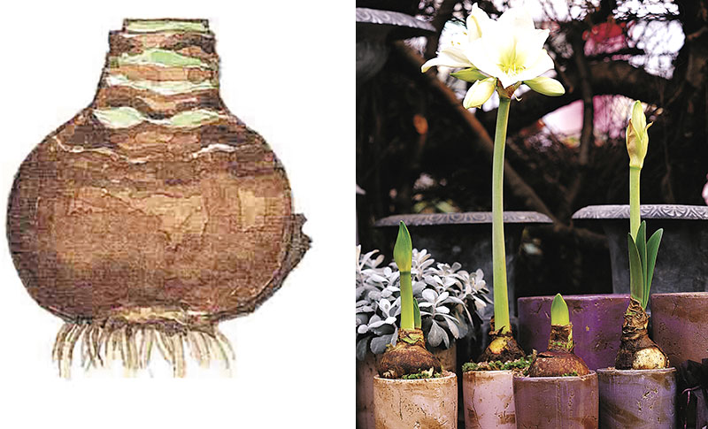drivning av amaryllis från lök till blomning i olika stadier