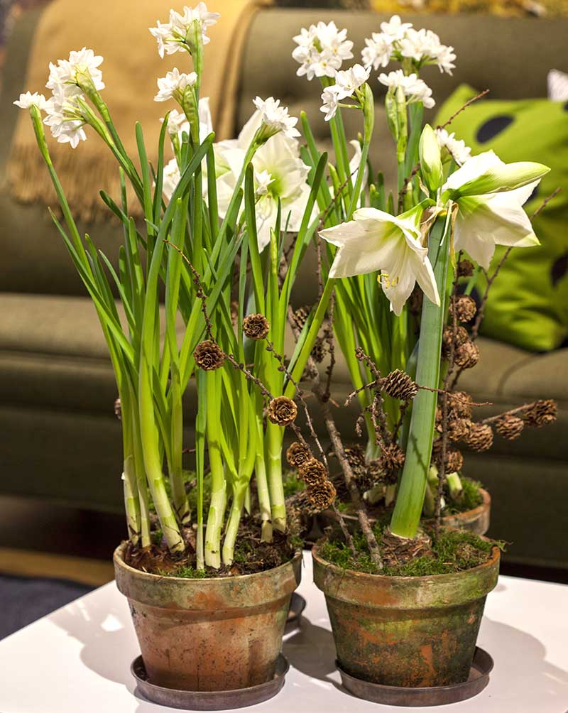 Samplantering-tazetter-amaryllis-advent - BF Samplantering-tazetter-amaryllis-advent - BF