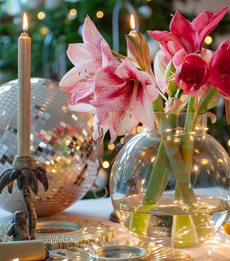 Amaryllis som snittblomma - IB Amaryllis som snittblomma - IB