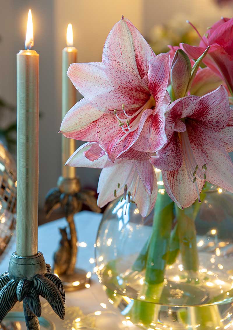 Amaryllis som snittblomma