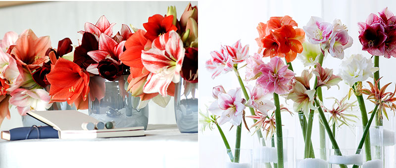 amaryllis som snittblomma