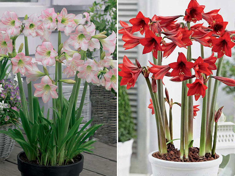 amaryllis sonatini pink och red rascal
