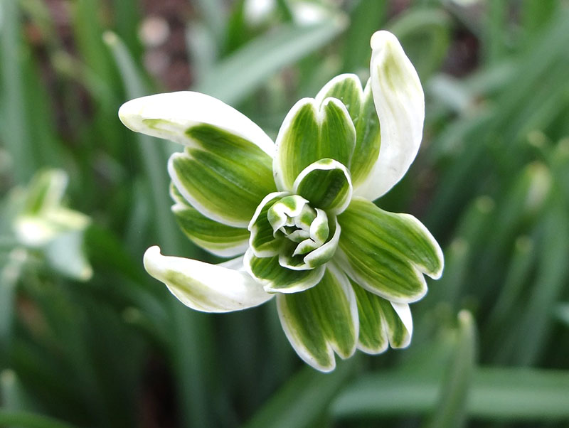 Snödroppe med dubbla blommor Snödroppe med dubbla blommor