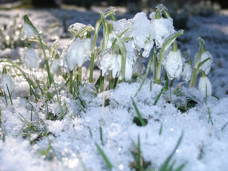 Snödroppar under snön