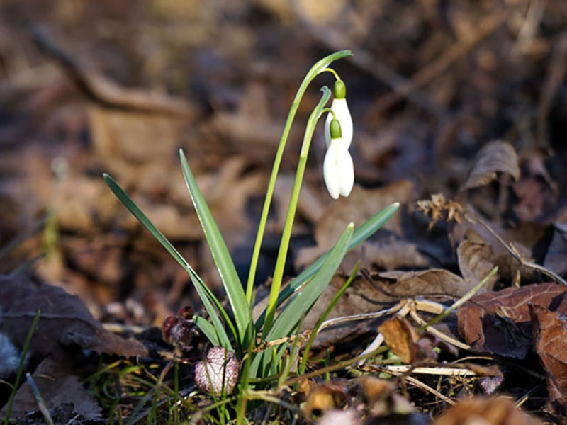 Galanthus nivalus - snödroppe Galanthus nivalus - snödroppe