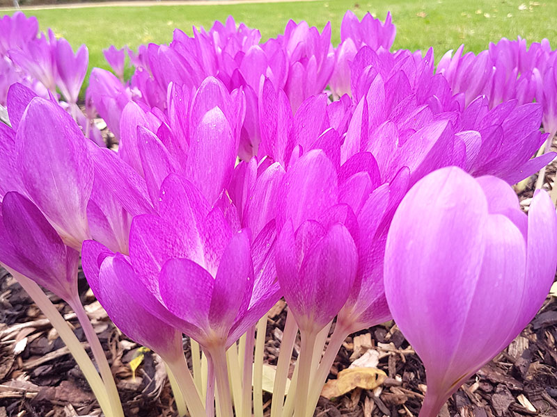 Rosa tidlösa, Colchicum autumnale 