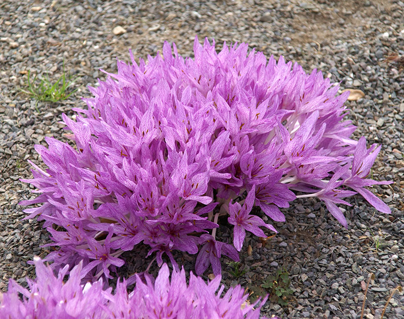 Liten nättidlösa, Colchicum x agrippinum