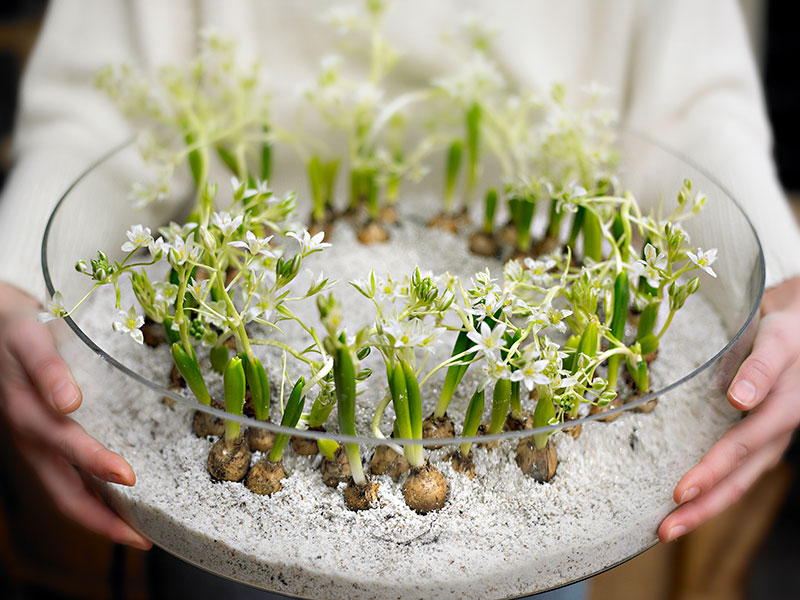 Morgonstjärna Ornithogalum driven i glasskål - IB