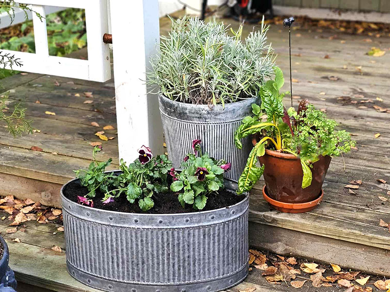 Penséer planterade i tulpankrukan