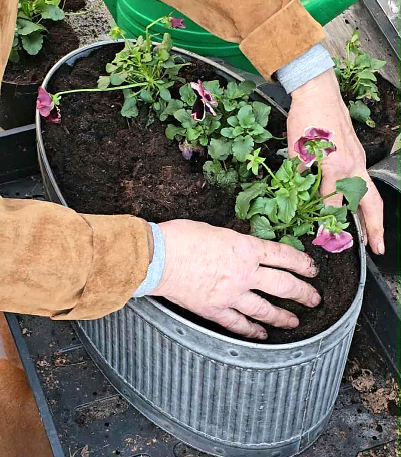 Penséer planteras i kruka