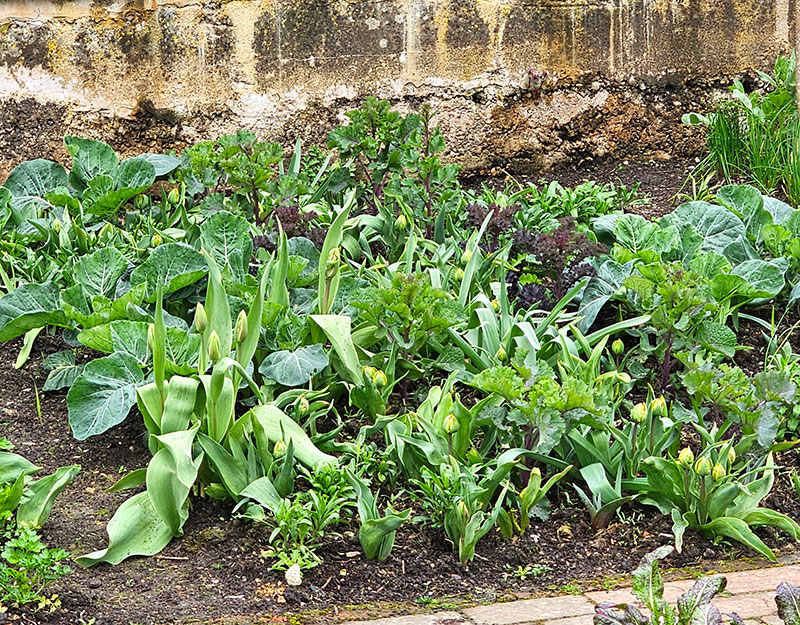 Tulpaner planterade ihop med sallat