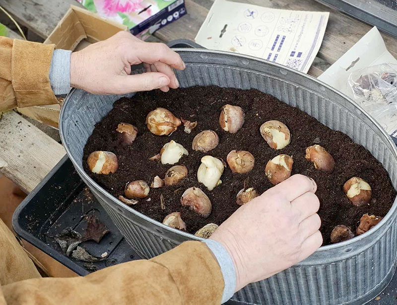 Plantering av tulpanlökar i kruka