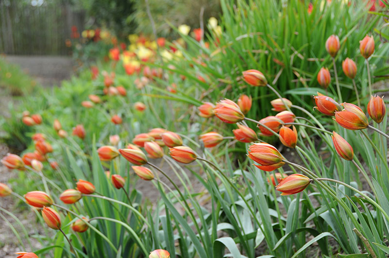 Tulpan Tulipa whittallii 