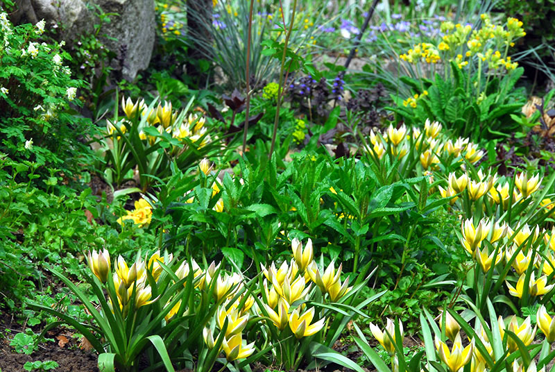 Tulipa dasystemon tarda i vild plantering