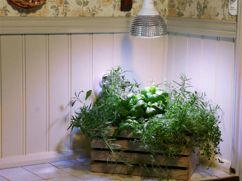 Kryddväxter inomhus med växtlampa Primula - LS