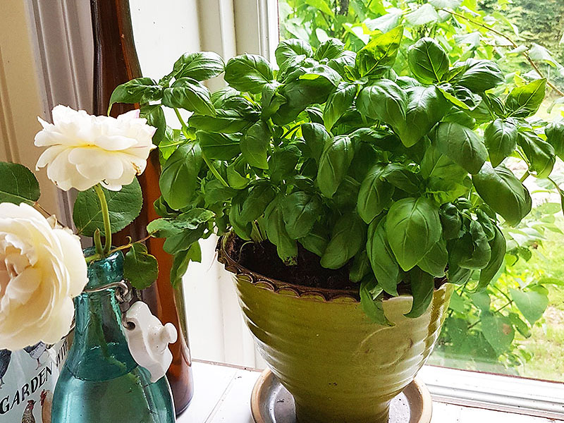 Basilika odlad i kruka i fönster