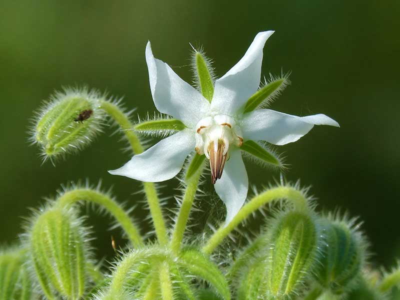 Gurört Alba med vita blommor