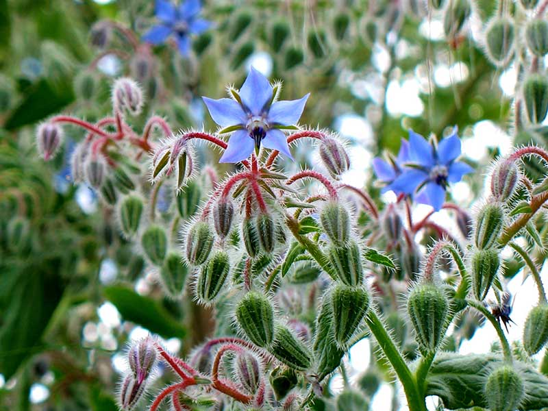 Gurkört med blå blomma och knoppar