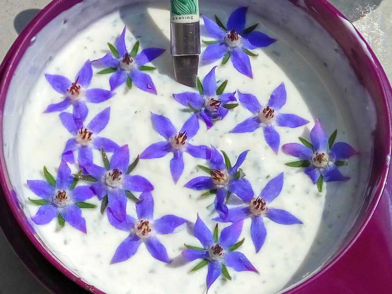Blommor av gurkört som dekoration i mat - x Blommor av gurkört som dekoration i mat - x