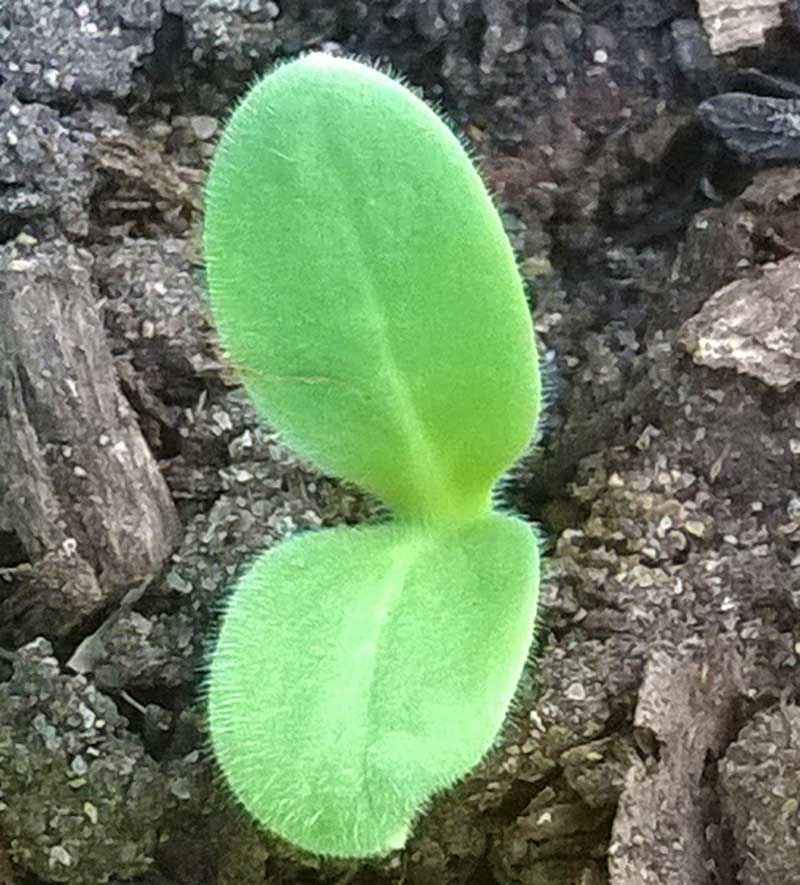 Groddplanta av gurkört - x Groddplanta av gurkört - x