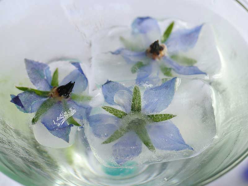 Blomma av gurkört i iskub i drink - x