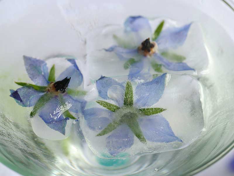 Blomma av gurkört i iskub i drink - x Blomma av gurkört i iskub i drink - x